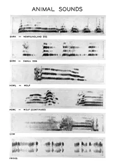Bird Species Identification Impressions: Spectrograms