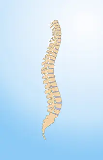 Nervous System Diagrams Impressions: Spinal Column