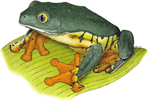 Central America Fauna Impressions: Splendid Leaf Frog