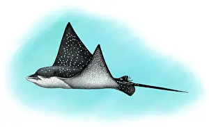 Aquatic Life Illustrations Impressions: Spotted Eagle Ray