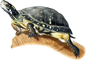 American Wildlife Art Impressions: Spotted Turtle