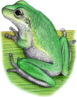 Wildlife Illustration Impressions: Squirrel Treefrog