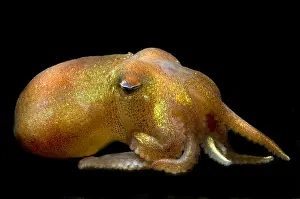 Deep Sea Squid Impressions: Stubby Squid