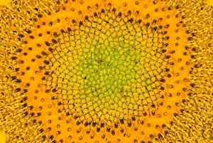 Sunflower Seeds Impressions: Sunflower