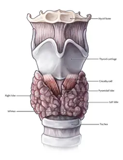 Thyroid Gland Anatomy Impressions: Thyroid Anatomy