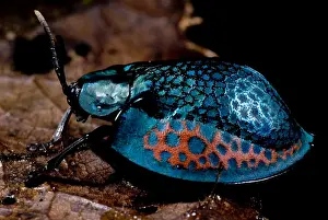 Peruvian Wildlife Impressions: Tortoise beetle