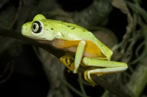 Central American Frogs Impressions: Tree Frog