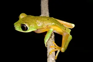 Tree Frog Species Impressions: Tree Frog