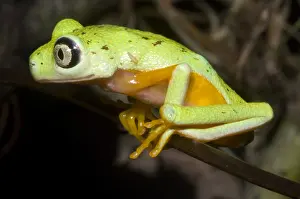 Central American Frogs Impressions: Tree Frog