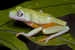 Endangered Species List Impressions: Tree Frog