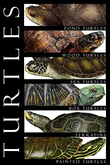 Animal Illustrations Impressions: Turtles, Poster
