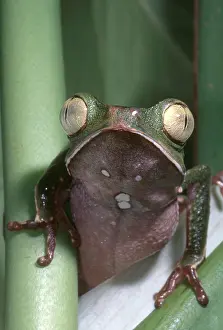 Rainforest Wildlife Photos Impressions: Vaillanti's Monkey Frog