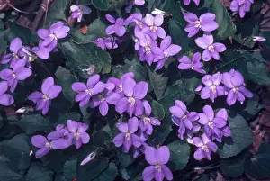 Nature Plants Impressions: Violets