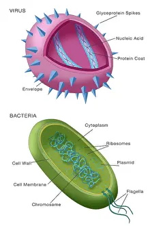 Viral Particle Structure Impressions: Virus vs bacteria structure comparison of differences, diagram, medical visual