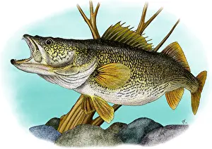 American Wildlife Art Impressions: Walleye