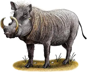 African Wildlife Art Impressions: Warthog