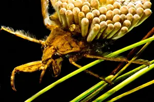 Aquatic Beetles Impressions: Water Beetle Brooding Eggs