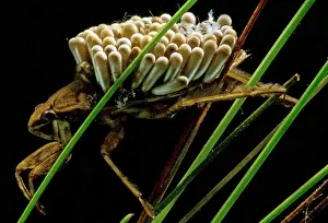 Aquatic Insects Impressions: Water Beetle Brooding Eggs