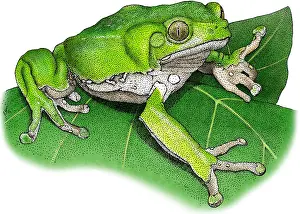 Wildlife Illustrations Impressions: Waxy Monkey Treefrog