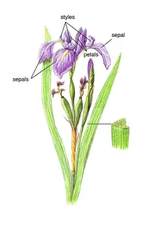 Iridaceae Family Impressions: Wild Iris
