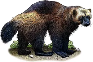 American Wildlife Art Impressions: Wolverine