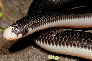 Herpetology Images Impressions: Worm Snake
